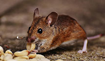 24 Hour & Emergency Exterminators in Caledonia, ND